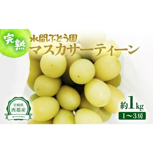 ふるさと納税 ぶどう マスカット 宮崎県 西都市 水間ぶどう園 希少 マスカサーティーン 1kg 1~3房 西都産完熟ぶどう 水間ぶどう園 先行予約 16-6a
