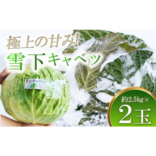 ふるさと納税 野菜類 福島県 喜多方市 先行予約 2027年1月中旬より発送 大きな雪下キャベツ約2.5kg×2玉