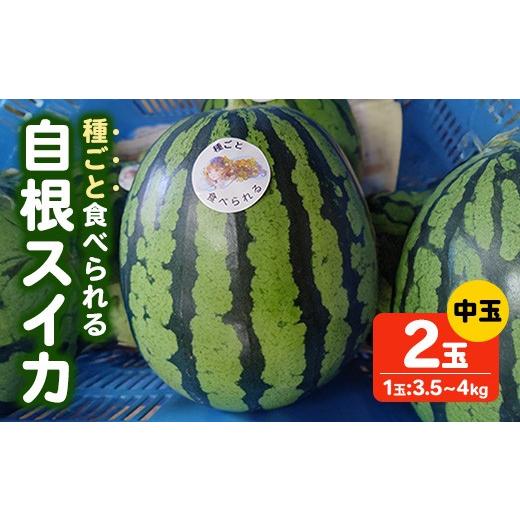 ふるさと納税 スイカ 香川県 まんのう町 先行予約 2026年7月上旬以降順次発送予定 種ごと食べられる自根すいか中玉(2玉・計約7〜8kg) man370 はざま篠原農産…