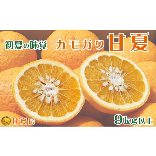 ふるさと納税 果物類 みかん 千葉県 鴨川市 初夏の味覚 鴨川産 甘夏房の『カモガワ甘夏』9kg以上[期間限定][数量限定][4月〜5月配送]ちばエコ農産物 …