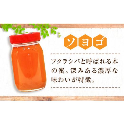 ふるさと納税 加工品等 はちみつ 広島県 三次市 はちみつ 重森養蜂場のはちみつ 大容量2種2本セット（ソヨゴ・みかん）各600g×1本 はちみつ 蜂蜜 ハチミツ ハ…の画像