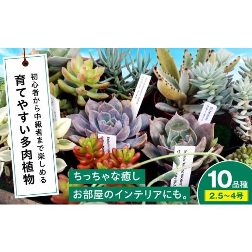 ふるさと納税 雑貨・日用品 苗木 広島県 三次市 多肉植物 10品種10鉢セット 植物 観葉植物 セット 詰め合わせ 初心者 中級者 上級者 育てやすい インテリア 鑑…