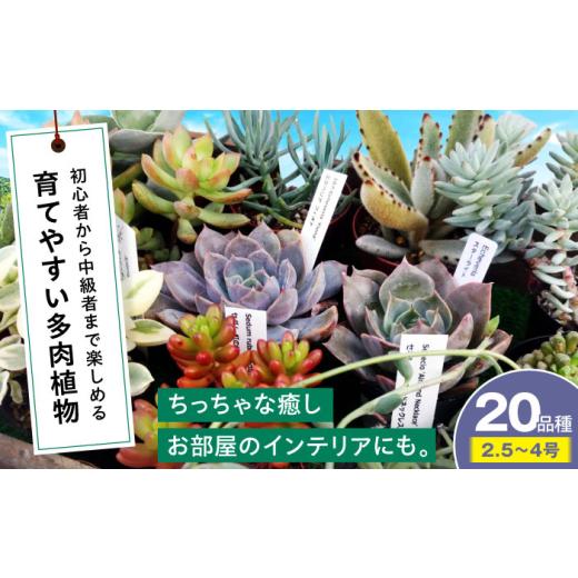 ふるさと納税 雑貨・日用品 苗木 広島県 三次市 多肉植物 20品種20鉢セット 植物 観葉植物 セット 詰め合わせ 初心者 中級者 上級者 育てやすい インテリア 鑑…