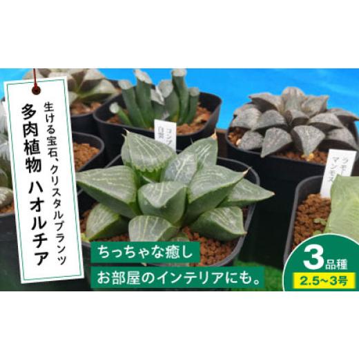 ふるさと納税 雑貨・日用品 苗木 広島県 三次市 多肉植物 ハオルチア 3品種3鉢セット クリスタルプランツ 植物 観葉植物 セット 詰め合わせ 初心者 中級者 上…