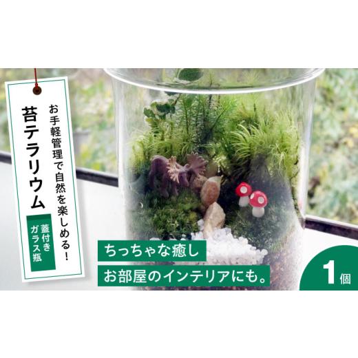 ふるさと納税 雑貨・日用品 苗木 広島県 三次市 苔 テラリウム(蓋付きガラス瓶)植物 コケ テラリウム インテリア 植物 観葉植物 初心者 中級者 上級者 育て…