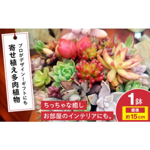 ふるさと納税 雑貨・日用品 苗木 広島県 三次市 母の日 多肉植物 オリジナル寄せ植え 植物 観葉植物 詰め合わせ 初心者 中級者 上級者 育てやすい インテリア…