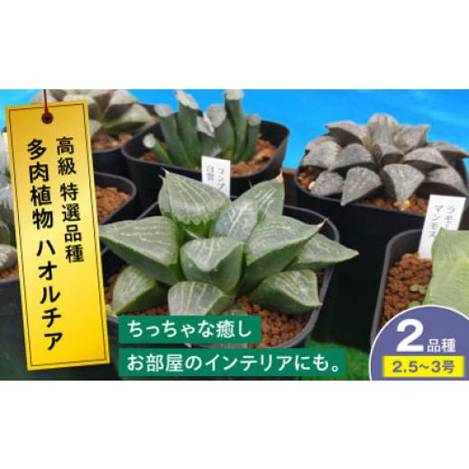 ふるさと納税 雑貨・日用品 苗木 広島県 三次市 母の日 多肉植物 高級 ハオルチア 2品種2鉢セット クリスタルプランツ 植物 観葉植物 セット 詰め合わせ 高級…