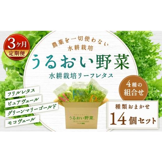 ふるさと納税 野菜類 福岡県 北九州市 定期1ヶ月毎3回 水耕栽培 リーフレタス「うるおい野菜」14個セット 野菜 フリルレタス ピュアヴェール グリーンマリー…
