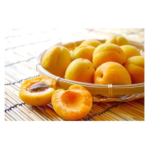 ふるさと納税 果物類 長野県 千曲市 2026年先行予約 長野県千曲市産 加工用(訳あり)生あんず 1.5kg | 果物 フルーツ 杏子 アンズ アプリコット 千曲市 長野県…