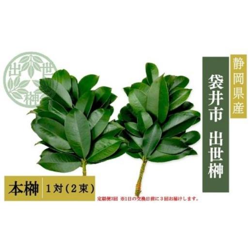 ふるさと納税 花・苗木 静岡県 袋井市 袋井市 出世榊 本榊 純国産 1対(2束)定期便3ヶ月 1日交換に間に合うように配送 榊 さかき サカキ 神棚 お供え 国…