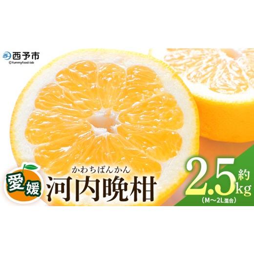 ふるさと納税 みかん・柑橘類 愛媛県 西予市 愛媛県産 河内晩柑 約2.5kg(M〜2L) 柑橘 みかん フルーツ 和製グレープフルーツ ジューシー 初夏 旬 サイズ混…