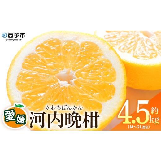 ふるさと納税 みかん・柑橘類 愛媛県 西予市 愛媛県産 河内晩柑 約4.5kg(M〜2L) 柑橘 みかん フルーツ 和製グレープフルーツ ジューシー 初夏 旬 サイズ混…