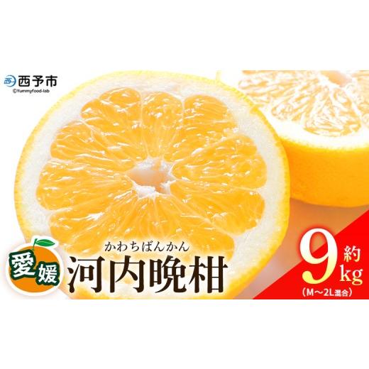 ふるさと納税 みかん・柑橘類 愛媛県 西予市 愛媛県産 河内晩柑 約9kg(M〜2L) 柑橘 みかん フルーツ 和製グレープフルーツ ジューシー 初夏 旬 サイズ混合 …