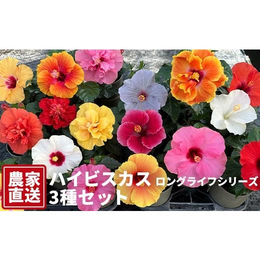 ふるさと納税 雑貨・日用品 花 岐阜県 瑞穂市 ハイビスカス(ロングライフシリーズ) 3種セット 農家直送 | 植物 お花 花 鉢 鉢花 花鉢 フラワー ギフト プレ…