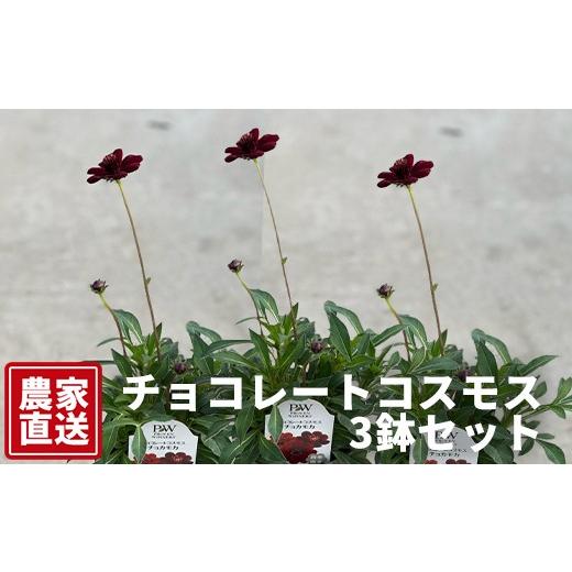 ふるさと納税 雑貨・日用品 花 岐阜県 瑞穂市 チョコレートコスモス3鉢セット 農家直送 | 植物 お花 花 鉢 鉢花 花鉢 フラワー ギフトプレゼント 贈り物 珍し…