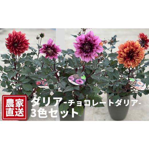 ふるさと納税 雑貨・日用品 花 岐阜県 瑞穂市 ダリア(チョコレートダリア)3色セット 農家直送 | 植物 お花 花 鉢 鉢花 花鉢 フラワー ギフトプレゼント 贈り…
