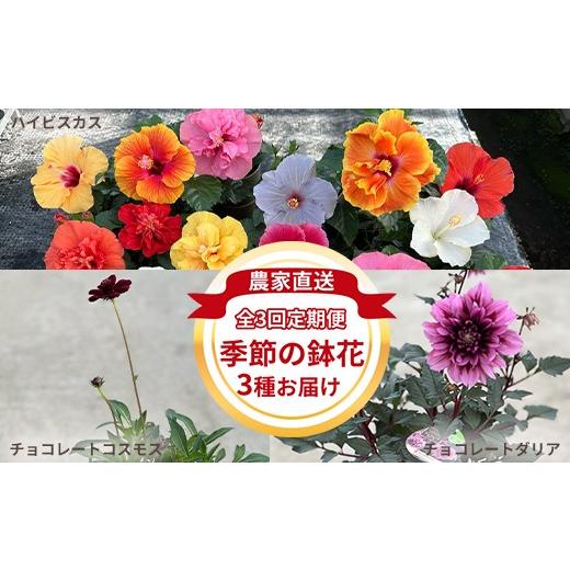 ふるさと納税 雑貨・日用品 花 岐阜県 瑞穂市 全3回定期便 季節の鉢花3種 お届け ハイビスカス、チョコレートダリア、チョコレートコスモス 農家直送 | 植物 …