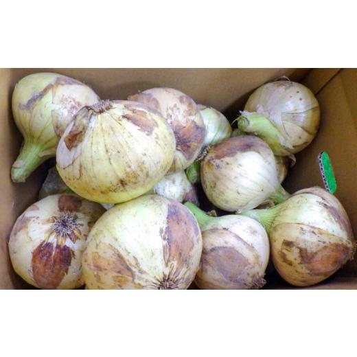 ふるさと納税 野菜類 玉ねぎ 兵庫県 南あわじ市 淡路島産 新玉ねぎ5kgの画像