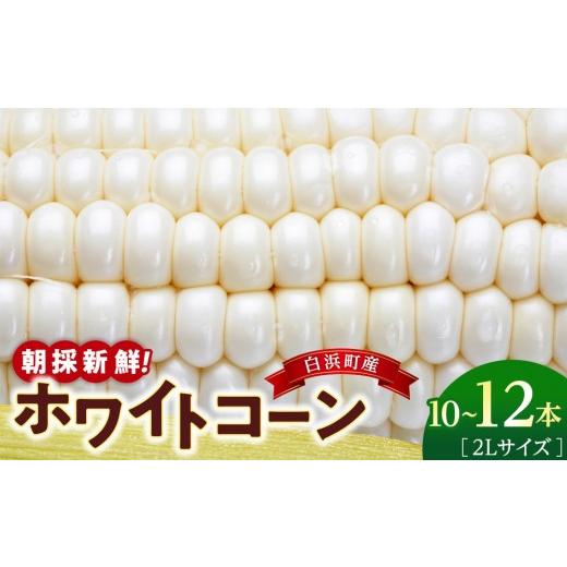 ふるさと納税 とうもろこし 和歌山県 白浜町 朝採 新鮮 白浜町産 ホワイトコーン とうもろこし 2Lサイズ 10〜12本 はたごや農園