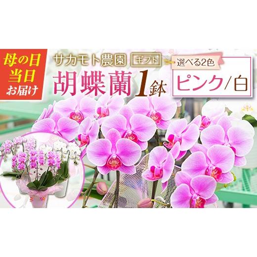 ふるさと納税 雑貨・日用品 花 宮崎県 新富町 選べる花色 母の日 ギフト サカモト農園の胡蝶蘭 1鉢(ピンク or 白) メッセージカード付 説明書付き 贈答向け…