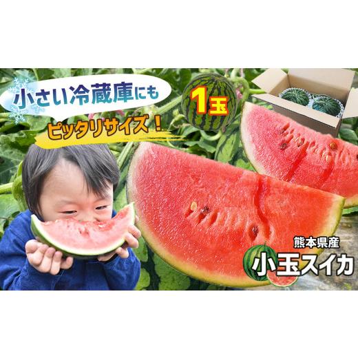 ふるさと納税 スイカ 熊本県 玉名市 4月〜6月発送 スイカ 王国 熊本 小玉 すいか 1玉 熊本県産 果物 西瓜 フルーツ | 果物 くだもの フルーツ すいか スイカ …