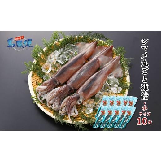 ふるさと納税 イカ 島根県 海士町 お徳用 小10杯 胴だけで20cm前後 シマメ丸ごと凍結1.6kg 1杯160g スルメイカ 烏賊 お刺身 おつまみ いかそうめん 冷凍 国…