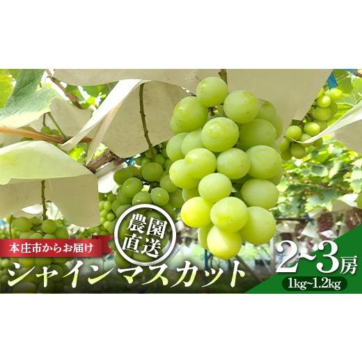 ふるさと納税 ぶどう マスカット 埼玉県 本庄市 児玉のシャインマスカット1kg〜1.2kg ぶどう ブドウ 葡萄 果物 くだもの フルーツ デザート 食品 関東 F5K-651
