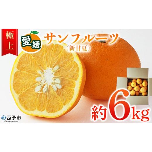 ふるさと納税 果物類 みかん 愛媛県 西予市 愛媛県西予市産 サンフルーツ(新甘夏)極上 約6kg 極上品 サンフルーツ サンフル 新甘夏 果物 フルーツ みかん …