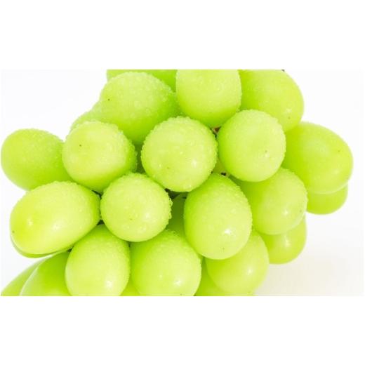 ふるさと納税 ぶどう マスカット 和歌山県 かつらぎ町 かつらぎ町産 シャインマスカット 約1.5kg(2房) 2026年8月中旬〜9月中旬ごろ順次発送 AQ-ikd730