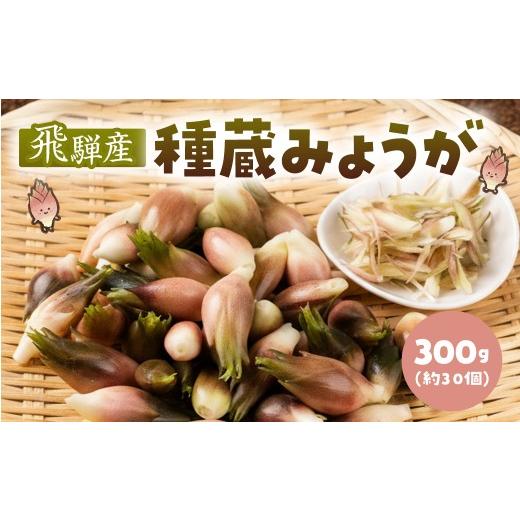 ふるさと納税 野菜類 薬味 岐阜県 飛騨市 [先行予約]訳あり 飛騨産 種蔵 みょうが 300g みょうが 訳あり 5000円 しょうが ねぎ 冷奴 そうめん 夏 山菜 薬味 …