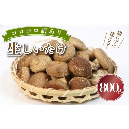 ふるさと納税 野菜類 きのこ 静岡県 三島市 予約受付中 訳あり 不揃い 生しいたけ 小ぶりしいたけ 800g 1袋 コロコロ しいたけ シイタケ 生椎茸 菌床栽培 肉…