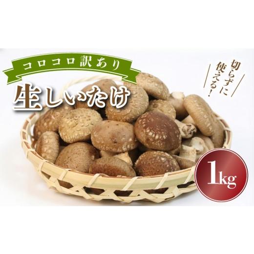 ふるさと納税 野菜類 きのこ 静岡県 三島市 予約受付中 訳あり 不揃い 生しいたけ 小ぶりしいたけ 1kg 500g×2袋 コロコロ しいたけ シイタケ 生椎茸 菌床栽…
