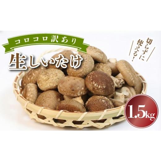 ふるさと納税 野菜類 きのこ 静岡県 三島市 予約受付中 訳あり 不揃い 生しいたけ 小ぶりしいたけ 1.5kg 500g×3袋 コロコロ しいたけ シイタケ 生椎茸 菌床…