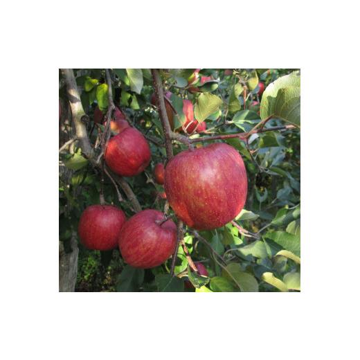 ふるさと納税 りんご 山形県 天童市 08-40-005 鮮度保持製法の春りんご(サンふじ)5kg