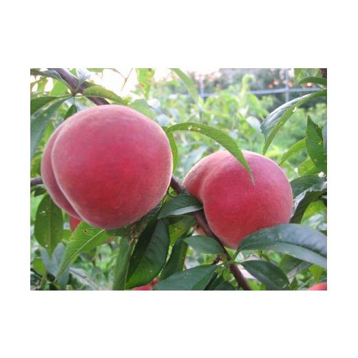 ふるさと納税 もも 山形県 天童市 08-40-006 もも(品種おまかせ) 3kg