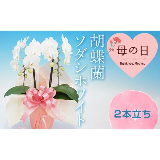 ふるさと納税 雑貨・日用品 花 群馬県 富岡市 母の日ギフト 胡蝶蘭 ソダシホワイト 2本立ち ミディ こちょうらん コチョウラン 母の日 お花 贈り物 プレゼン…