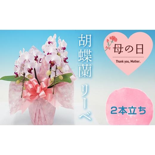 ふるさと納税 雑貨・日用品 花 群馬県 富岡市 母の日ギフト 胡蝶蘭 リーベ 2本立ち ミディ こちょうらん コチョウラン 母の日 お花 贈り物 プレゼント ギフト…