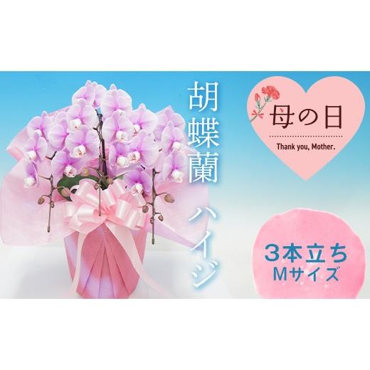 ふるさと納税 雑貨・日用品 花 群馬県 富岡市 母の日ギフト 胡蝶蘭 ハイジ 3本立ち Mサイズ ミディ こちょうらん コチョウラン 母の日 お花 贈り物 プレゼン…