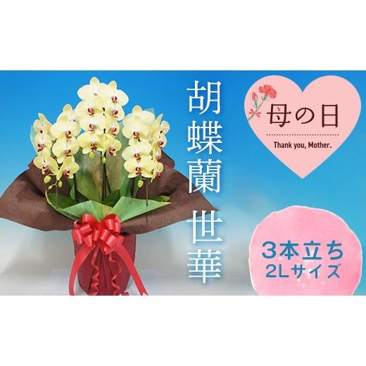 ふるさと納税 雑貨・日用品 花 群馬県 富岡市 母の日ギフト 胡蝶蘭 世華 3本立ち 2Lサイズ こちょうらん コチョウラン 母の日 お花 贈り物 プレゼント ギフト…
