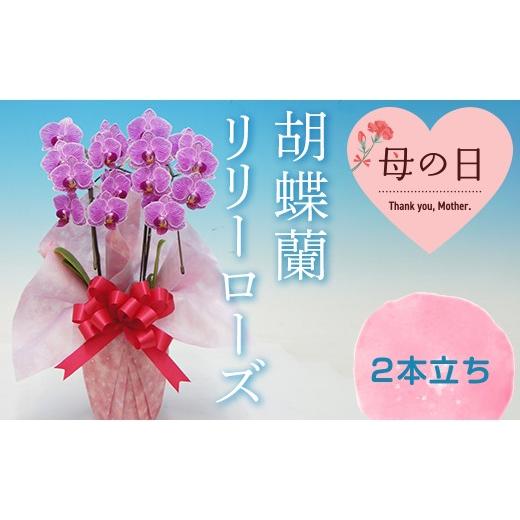 ふるさと納税 雑貨・日用品 花 群馬県 富岡市 母の日ギフト 胡蝶蘭 リリーローズ 2本立ち こちょうらん コチョウラン 母の日 お花 贈り物 プレゼント ギフト …