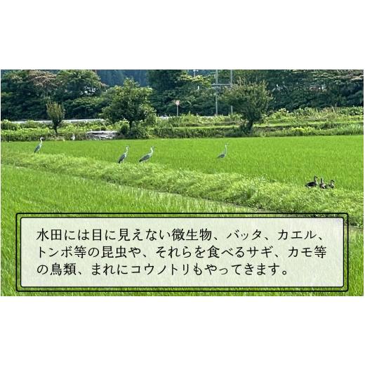 ふるさと納税 米 コシヒカリ 福井県 南越前町  先行予約 令和8年産　新米 有機JAS認証 オーガニックコシヒカリ 白米 5kg×3袋（計15kg）《2026年10月発送》 10…_5
