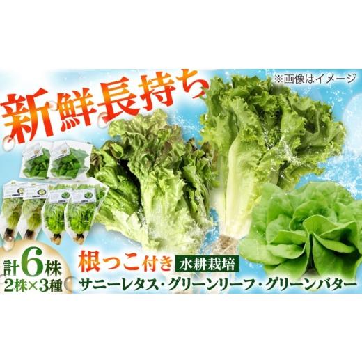 ふるさと納税 セット・詰合せ 福岡県 吉富町 水耕栽培野菜 2株×3種(サニーレタス/グリーンリーフ/グリーンバター)吉富町/株式会社ハイダイ工業