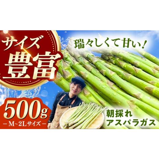 ふるさと納税 野菜類 アスパラガス 長崎県 対馬市 朝採れ アスパラガス 500g [対馬市] 農家くんのアスパラファーム 冷蔵 アスパラ とれたて 新鮮 野菜 産地…