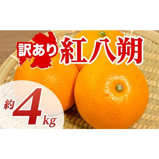 ふるさと納税 みかん・柑橘類 熊本県 八代市 先行予約 訳あり 紅八朔 約4kg 八朔 はっさく ハッサク 柑橘 果物 くだもの フルーツ 熊本県 八代市 2027年1月下…