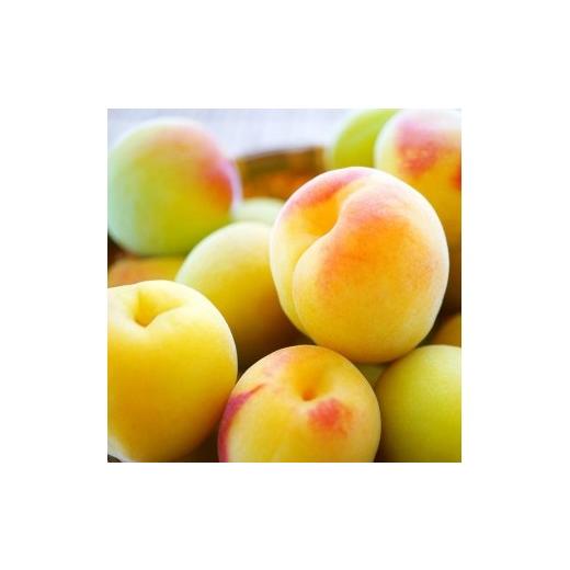 ふるさと納税 野菜類 和歌山県 有田川町 手もぎ 完熟南高梅 5kg L〜2Lサイズ 谷本農園 5kg/L〜2L 20,000円