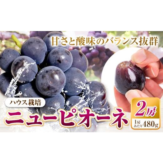 ふるさと納税 ぶどう 巨峰 岡山県 浅口市 先行予約 ニューピオーネ 2房 480g以上 加温栽培 有限会社ホーティカルチャー神島[7月中旬-8月中旬頃出荷]岡山県 …