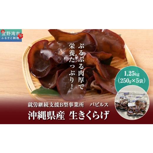 ふるさと納税 野菜類 きのこ 沖縄県 宜野湾市 沖縄県産 生きくらげ1.25kg (250g5袋) | 就労継続支援B型事業所パピルス | 国産 肉厚 ぷるぷる 産地直送 採れた…