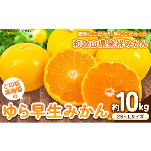 ふるさと納税 果物類 みかん 和歌山県 日高川町 先行予約 みかん ゆら早生みかん 約 10kg (2S〜Lサイズ) どの坂果樹園[2026年10月中旬-12月上旬頃出荷予定]…
