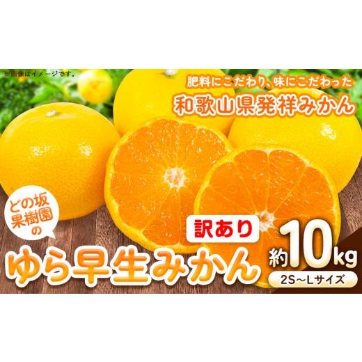 ふるさと納税 果物類 みかん 和歌山県 日高川町 訳あり ゆら 早生 みかん 選べる 約 10kg (2S〜Lサイズ) どの坂果樹園[10月中旬-12月上旬頃出荷予定] 和歌山…