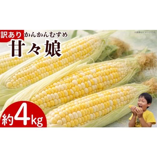 ふるさと納税 とうもろこし 徳島県 吉野川市 訳あり とうもろこし 甘々娘 約4kg サイズ不揃い [ 2026年6月発送 ] スイートコーン かんかん娘 冷蔵 コーン 野…